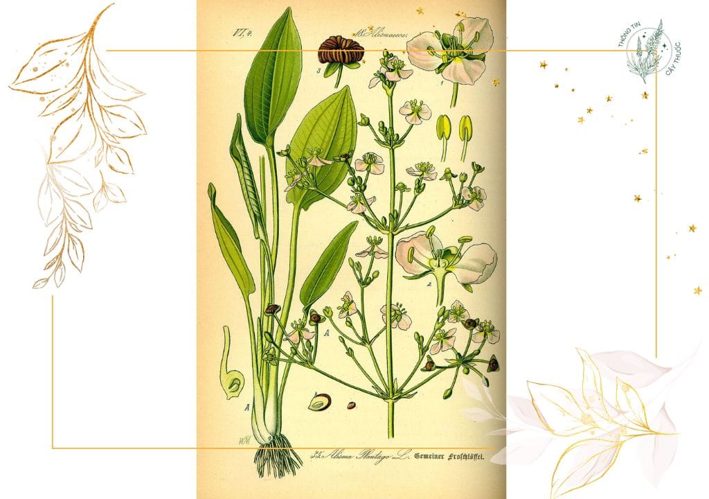 Hình ảnh về cây thuốc trạch tả